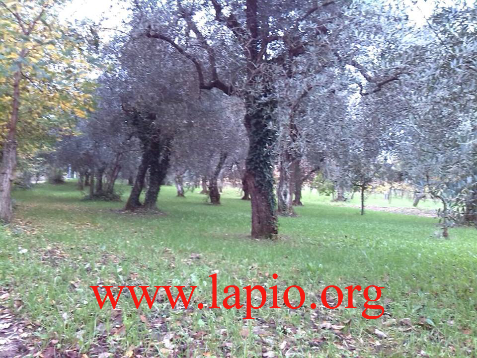 fratta_olive_copia